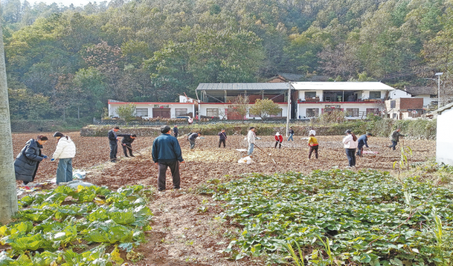 22個品種田間“比拼”爭當(dāng)“當(dāng)家品種”